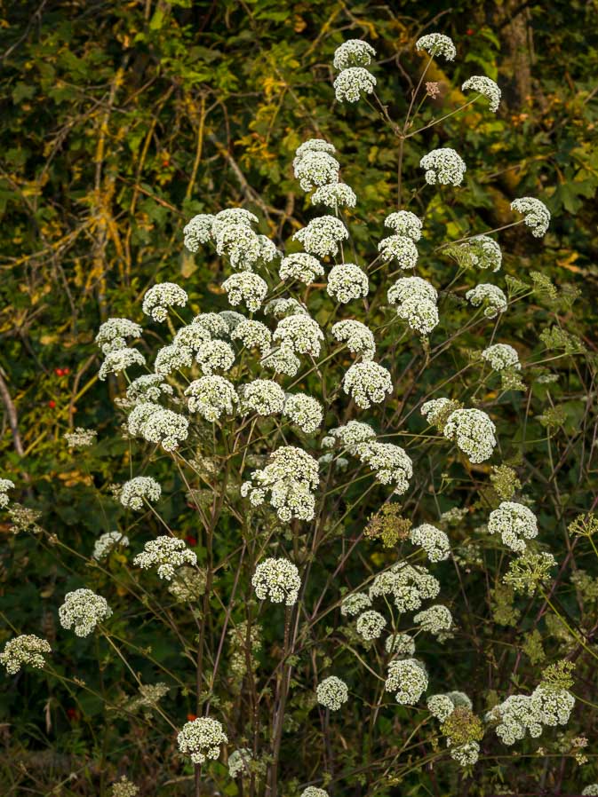 Apiaceae: Xanthoselinum venetum